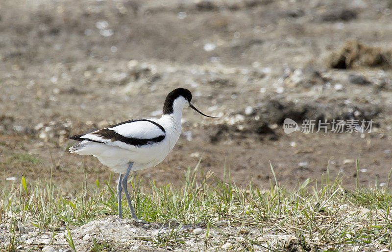 鳄梨(Recuvirostra avosetta)